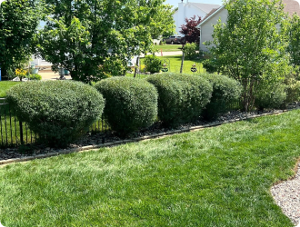 A row of neatly trimmed, rounded bushes lines a backyard. Lush green grass in the foreground and trees in the background create a serene, tidy garden scene.