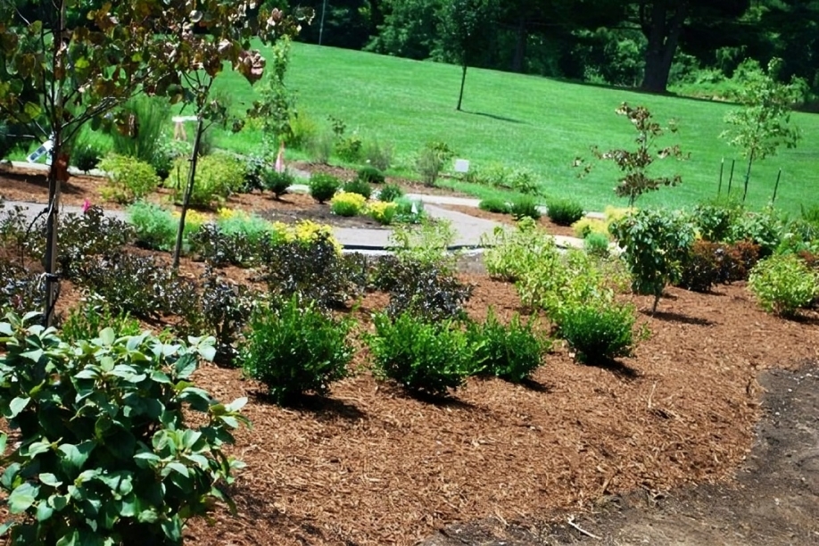 Lush garden with diverse shrubs and young trees planted in mulched beds, bordered by a grassy lawn under bright sunlight, conveying tranquility.